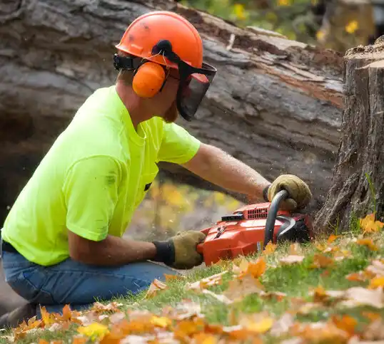 tree services Old Westbury